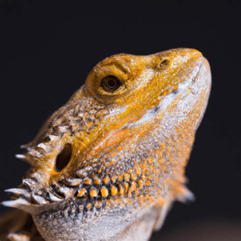 Le Pogona Tout ce que vous devez savoir sur ce lézard fascinant