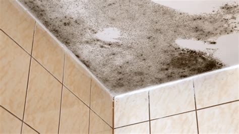 DIY: Removing Bathroom Mold, How to - The Phoenix Restoration