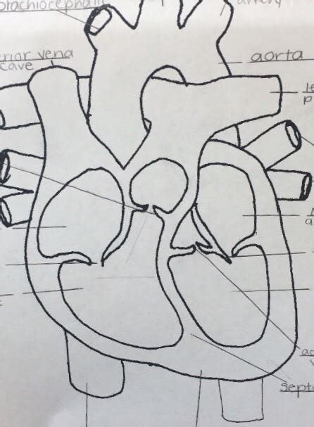 Left Heart Labeling Diagram Quizlet