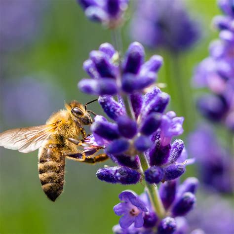 Journée des pollinisateurs le samedi 22 juin au Marché public de