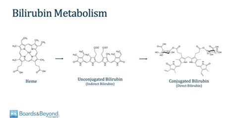 B B Newborn Hyperbilirubinemia Flashcards Quizlet