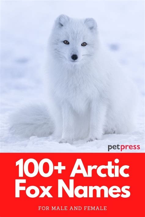 100+ Arctic Fox Names (Good, Cute, & Funny Names For An Arctic Fox)