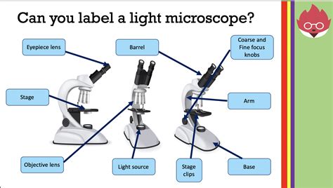 What Are The Required Practicals For Gcse Biology Printable Templates