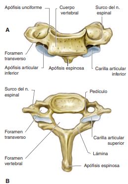 Sexta V Rtebra Cervical S Ptima V Rtebra Cervical Flashcards Quizlet