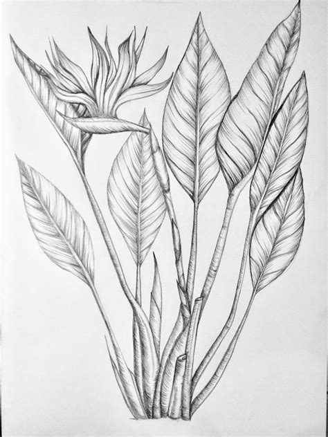 Rainforest Pencil Drawing