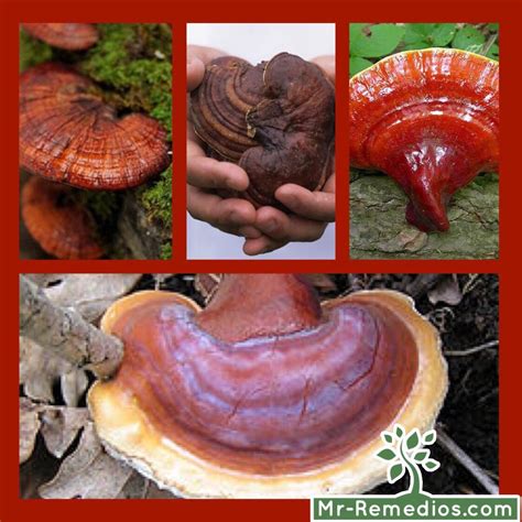 Que Es La Ganoderma Y Sus Beneficios Estos Beneficios