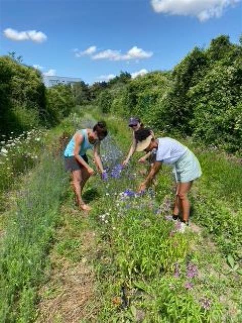 Wecandoo Visitez une ferme florale et découvrez la permaculture