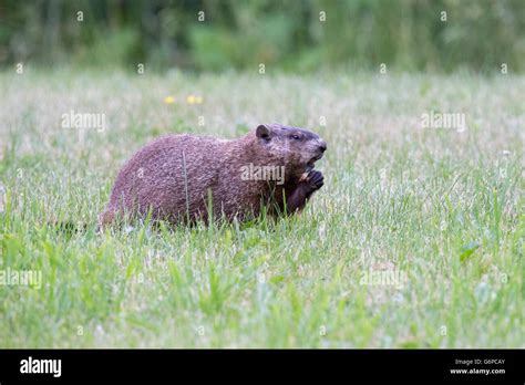 Groundhog Marmota Monax Also Known As A Woodchuck Or Whistle Pig