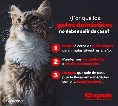 flotador Irradiar lona infografia gatos Amasar aerolíneas avión