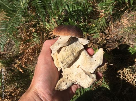 Seta Encontrada Con Una Malformaci N En Un Bosque De Pinos En Madrid