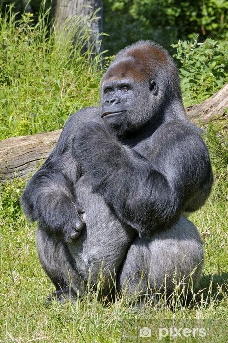 Aufkleber Silverback Gorilla - PIXERS.AT