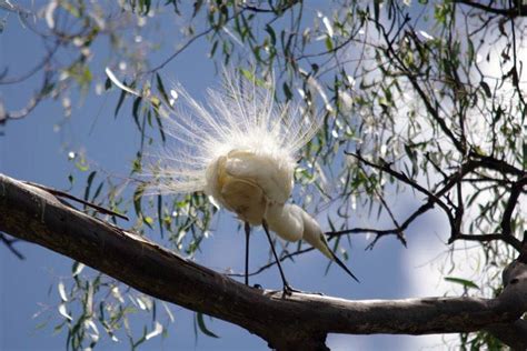 Unknown wonders: Barmah-Millewa forest