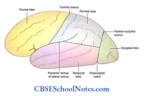 Cerebral Hemispheres Lobes Notes - CBSE School Notes