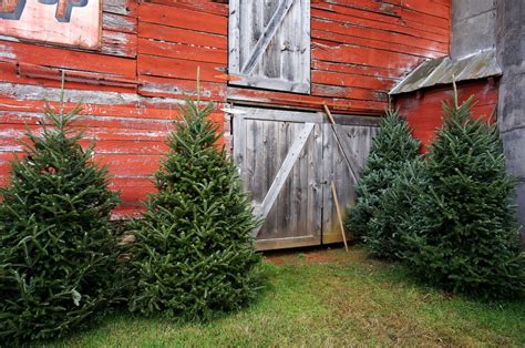 12 Festive Christmas Tree Farms in North Carolina (+ Locations)