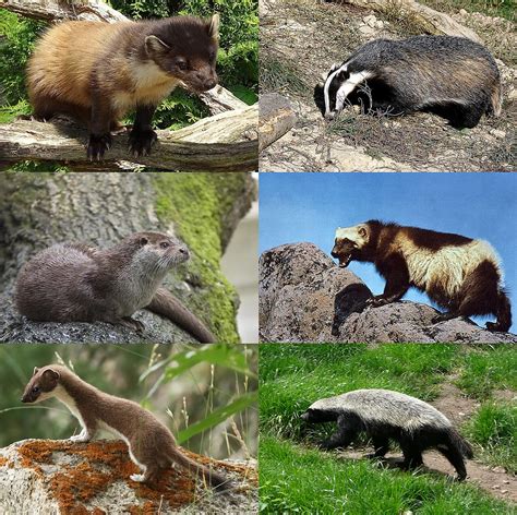 Mustelidae | Wiki Animaux | Fandom