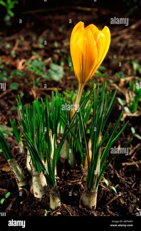 Yellow Crocus Stock Photo - Alamy