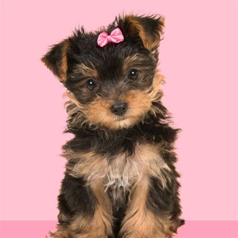 Why Are Yorkies So Expensive 9 Facts To Know About Them