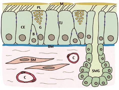 Simplified Illustration Of The Upper Airway Epithelium B Basal Cell Download Scientific