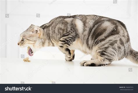 608 Cat vomiting Images, Stock Photos & Vectors | Shutterstock