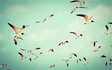 Flying Birds Wallpapers - Wallpaper Cave