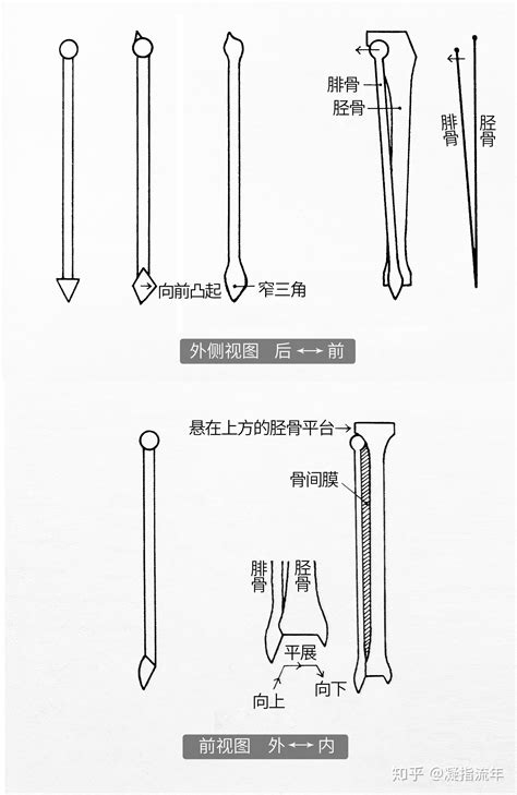 坚持学画：人体结构之骨骼部分——腓骨 知乎