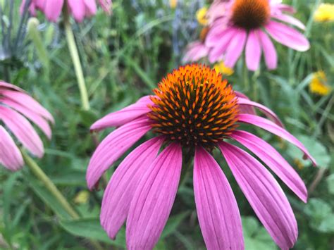 Purple Coneflower