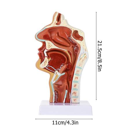 Nasal Cavity Model Cavity Model Pharynx Larynx Anatomical Model Throat