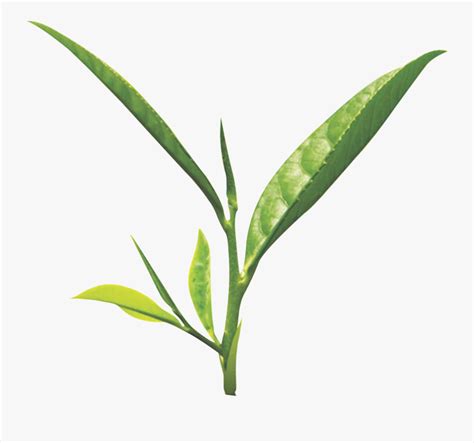 Transparent Tea Leaf Clipart Green Tea Leaves Png Free Transparent