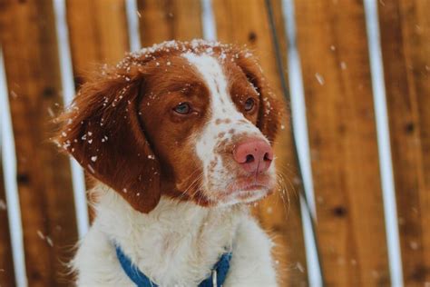 Brittany Spaniel Dog Breed Information Petstime