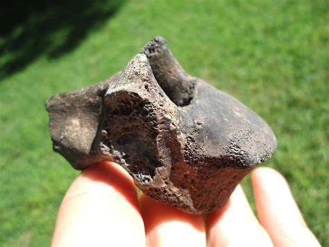 Bargain Sloth Thoracic Vertebra | Xenarthra | FOSSILS | Prehistoric Florida