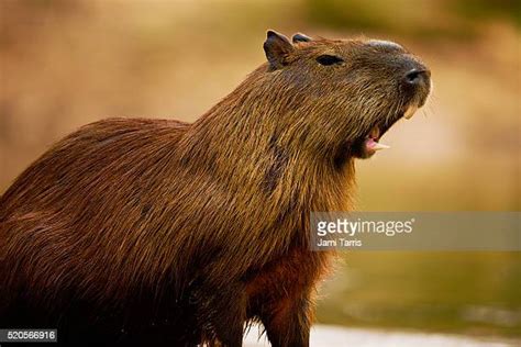 1.758 Capibara Stock Photos, High-Res Pictures, and Images - Getty Images