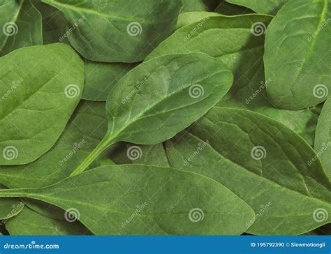 Spinach Shoot Salad Spinacia Oleracea Stock Photo Image Of Spinach