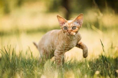 6 Devon Rex Breeders Worth Checking