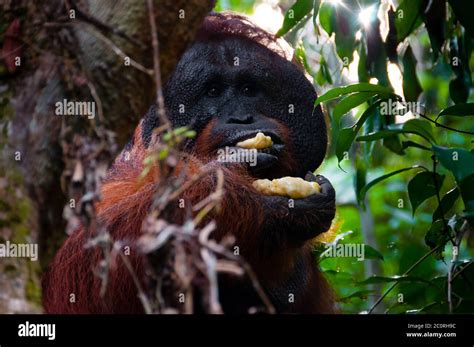 Alpha Male Orang Utan Eating Banana Behind A Tree In Borneo Stock Photo