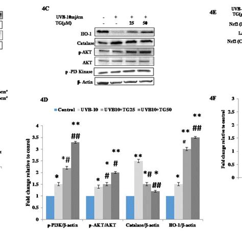 Tg Prevents Hdfs Against The Uv B Induced Oxidative Stress Through