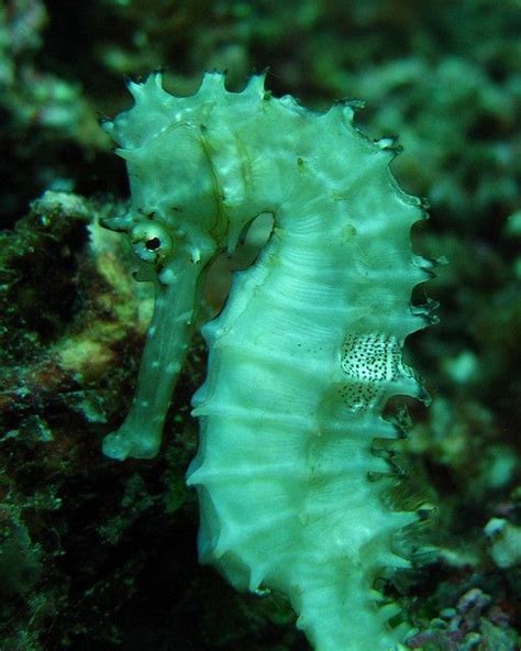 Seahorse / Hippocampus / 海馬(カイマ) | Deep sea creatures, Beautiful sea creatures, Ocean creatures