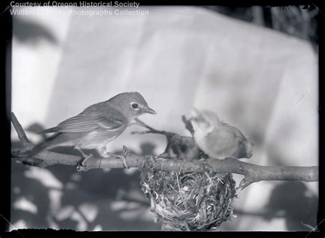 Cassins Vireo East Cascades Audubon Society