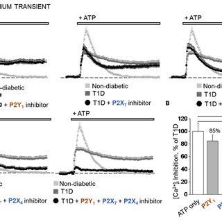 Effects Of P2 Receptor Inhibition On Ca 2 I Handling In T1D A