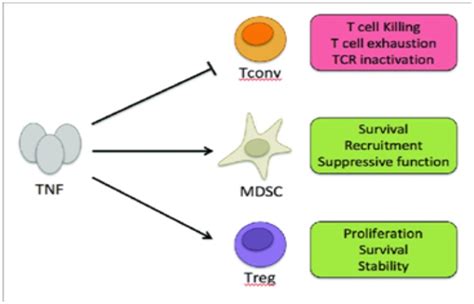 The Role Of Tumor Necrosis Factor In Cancer Progression