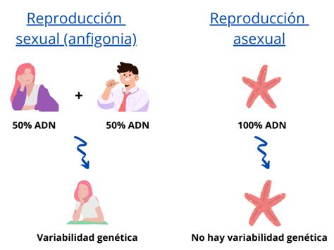 La Reproducci N Sexual Un M Todo Ineficaz Microbacterium