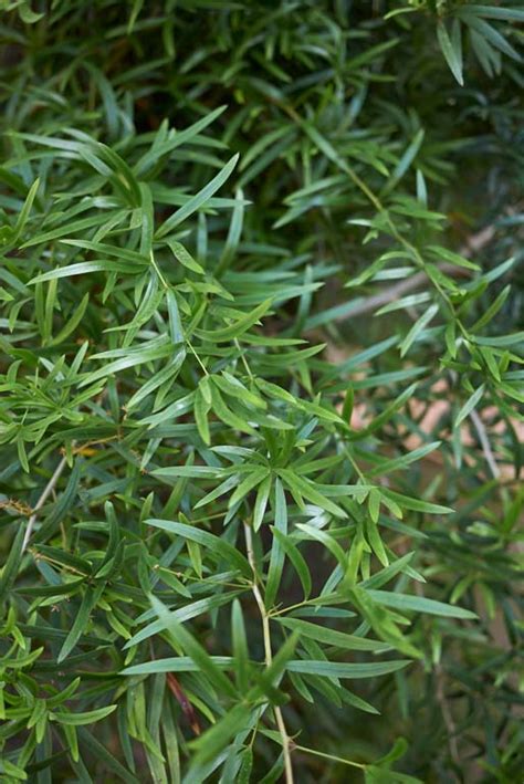 Asparagus Ferns Plants A Z The Gardener The Gardener