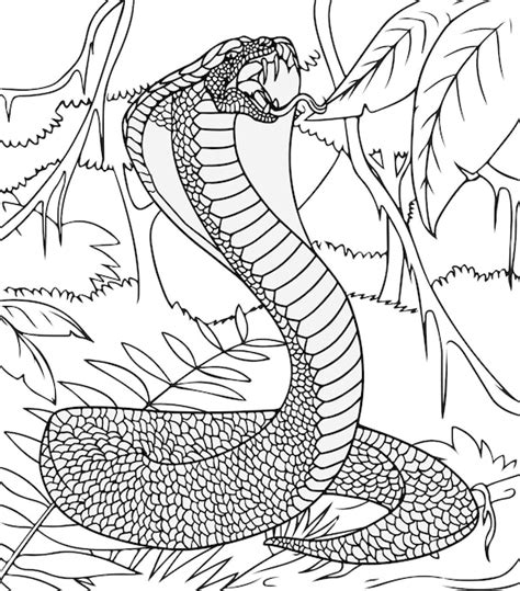 Compartir 75 Serpiente Dibujo Para Colorear Muy Caliente Vn