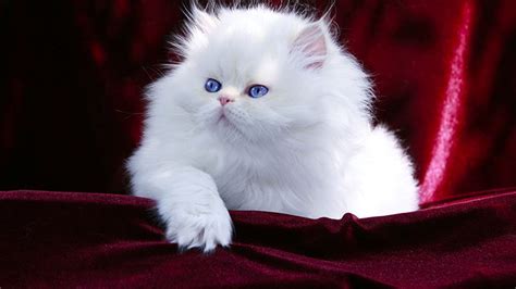 Blue Eyes White Persian Cat Kitten Is Sitting On Maroon Velvet Cloth HD ...