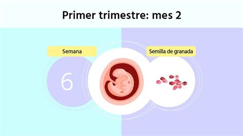 Semana De Embarazo Cu L Es El Tama O Del Embri N Y Las Primeras Pruebas