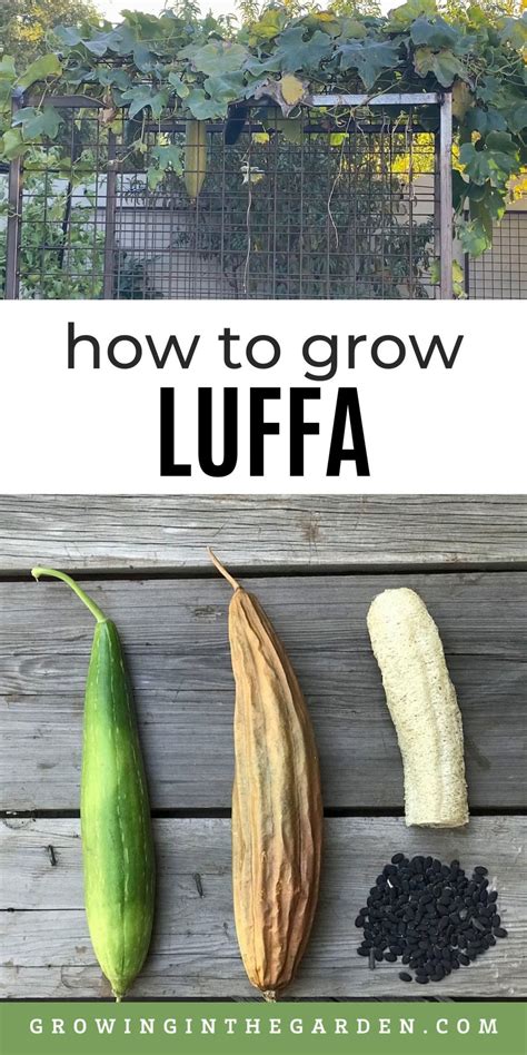 Life Cycle Of Luffa How To Grow Loofah Artofit