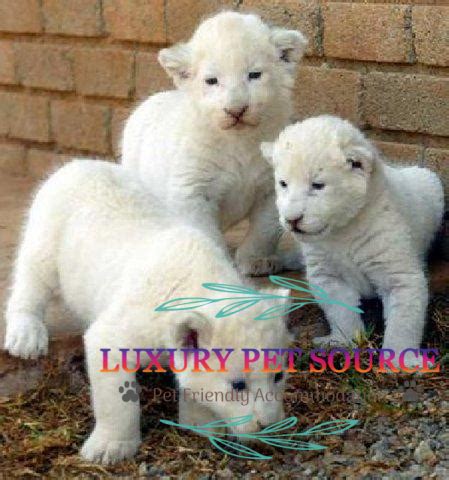 Lion Cubs For Sale - Luxury Pet Source - Lion pets for sale