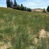 Bluebunch Wheatgrass - Pseudoroegneria spicata - Great Basin