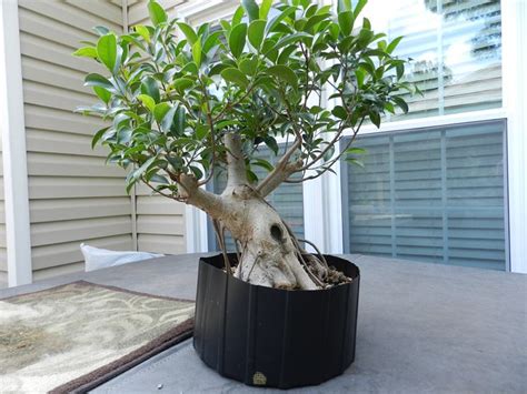 Ficus Australis Domande E Risposte Piante Appartamento Ficus