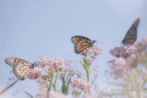 Butterfly Aesthetic Desktop Wallpapers Top Free Butterfly Aesthetic