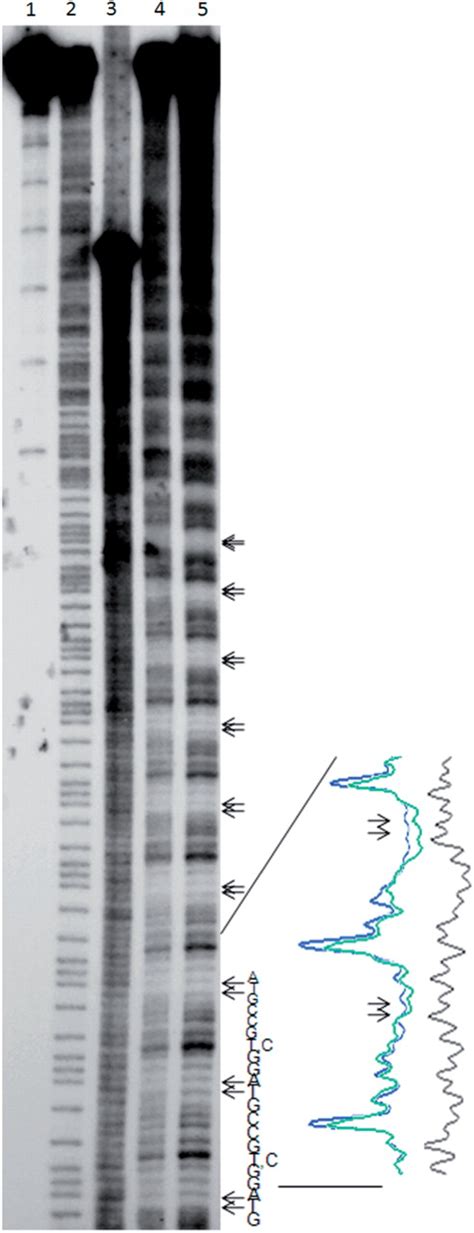 Hydroxyl Radical Cutting Patterns Of P Ctac Gtag Nucleosomes And